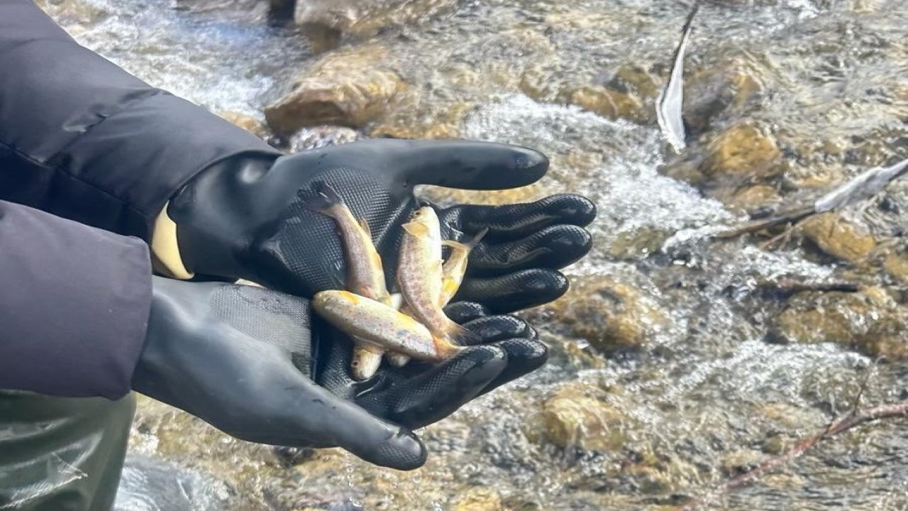 Sinop’ta biyolojik çeşitlilik envanter balıklandırma çalışmaları