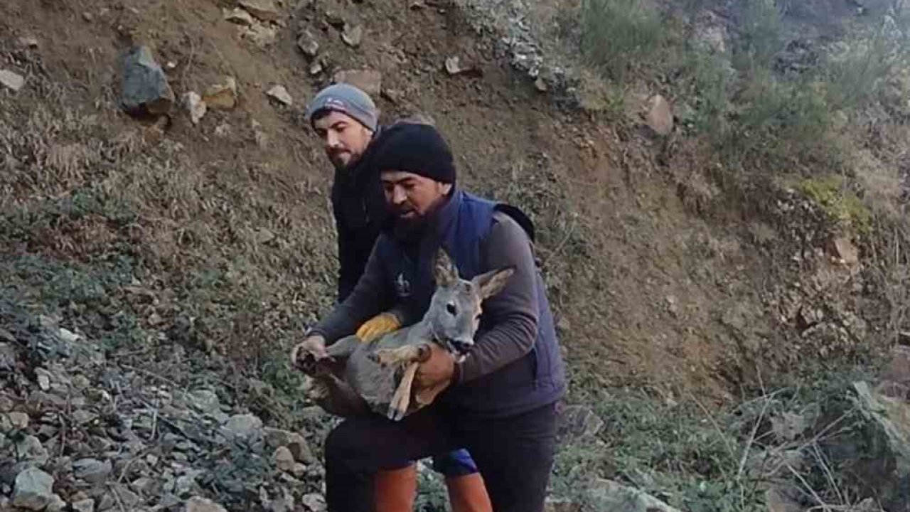 Başıboş köpeklerden kaçıp boş alabalık havuzuna düşen dişi karacayı kurtardılar