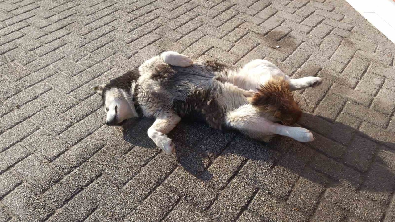 Sevimli köpeğin güneş sefası görenleri gülümsetti