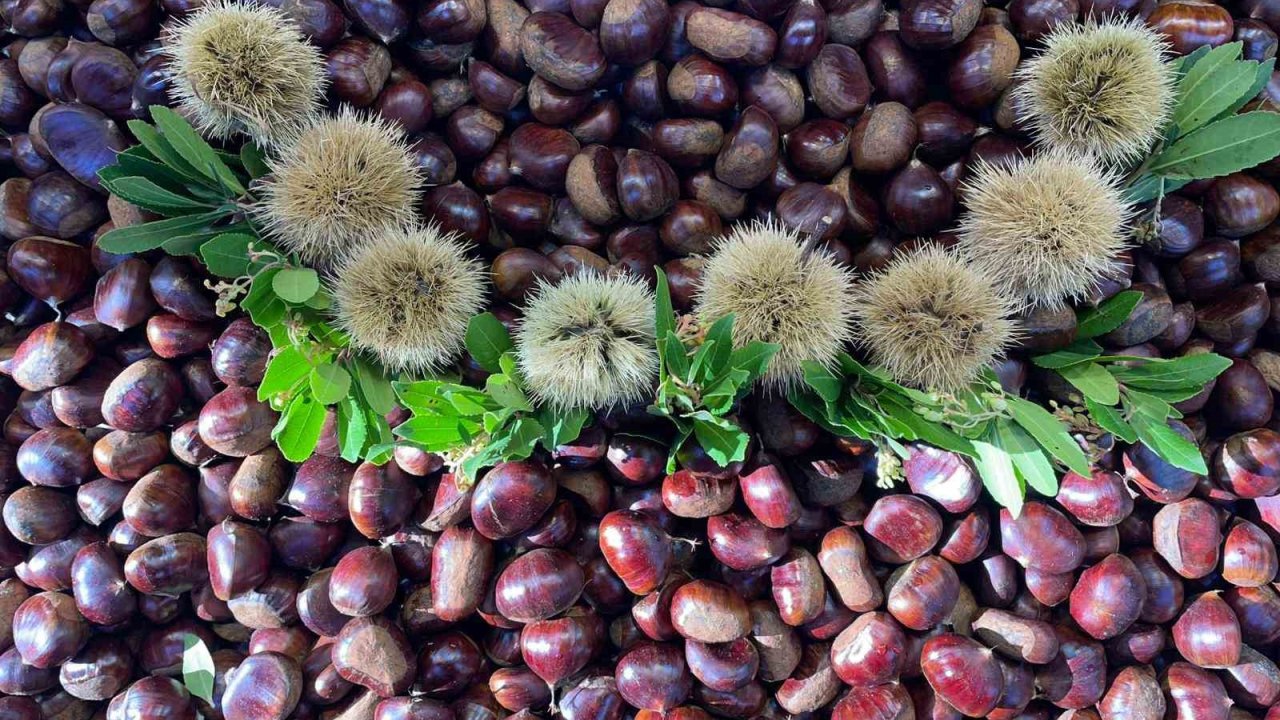 Kış harikası kestane her derde deva