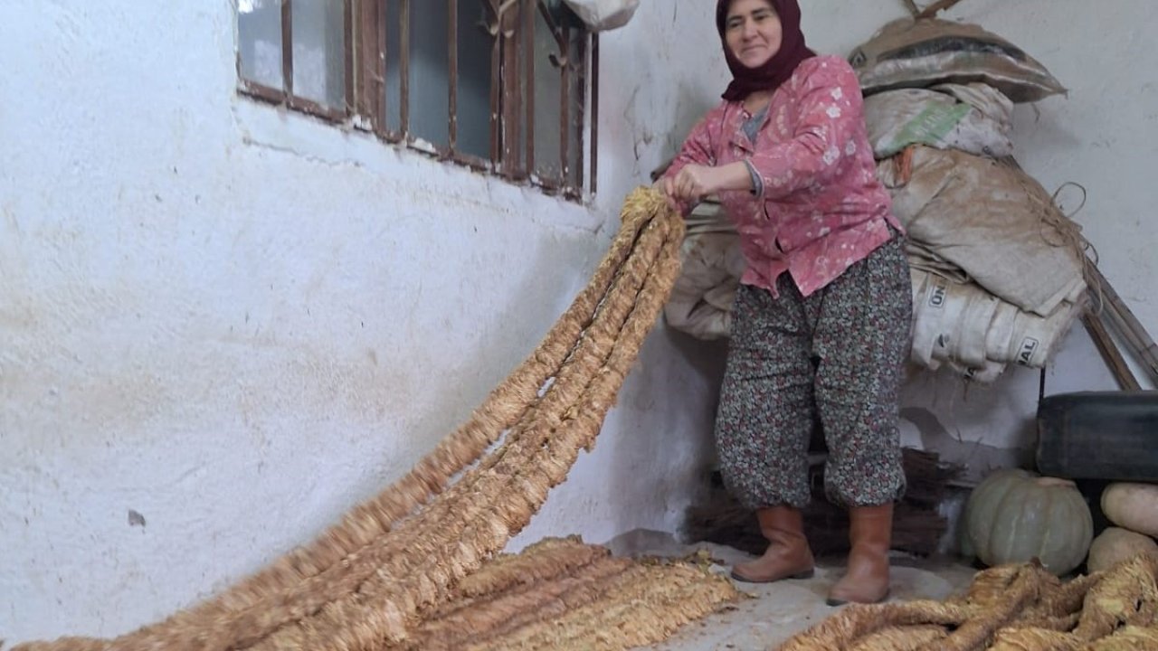 Manisalı kadın üretici organik tütün yetiştirmeye devam ediyor