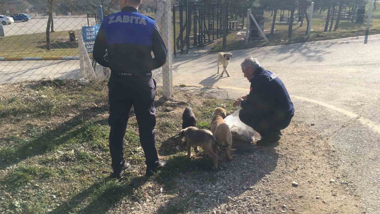 Zabıta ekipleri, sokak hayvanlarını besledi