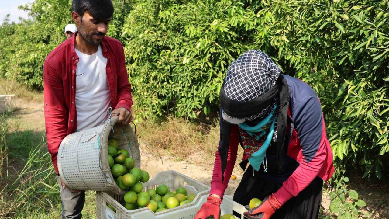 Suriyelilerin ülkelerine dönüşü tarım sektörünü sekteye uğratabilir