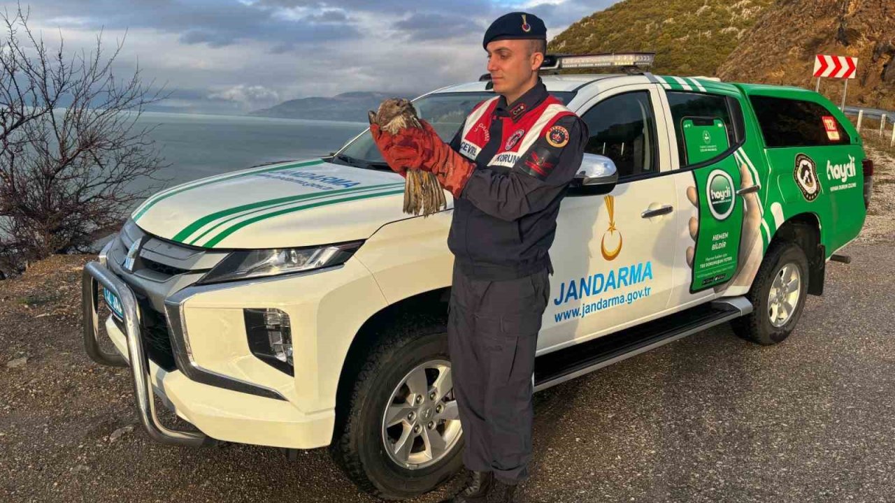 Isparta’da yaralanan kızıl şahin, jandarma ekiplerinin çabalarıyla kurtarıldı