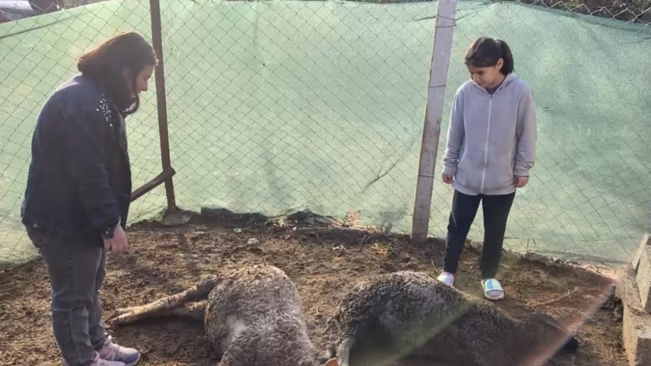 Beslediği kuzuların öldüğünü gören küçük kız gözyaşlarını tutamadı