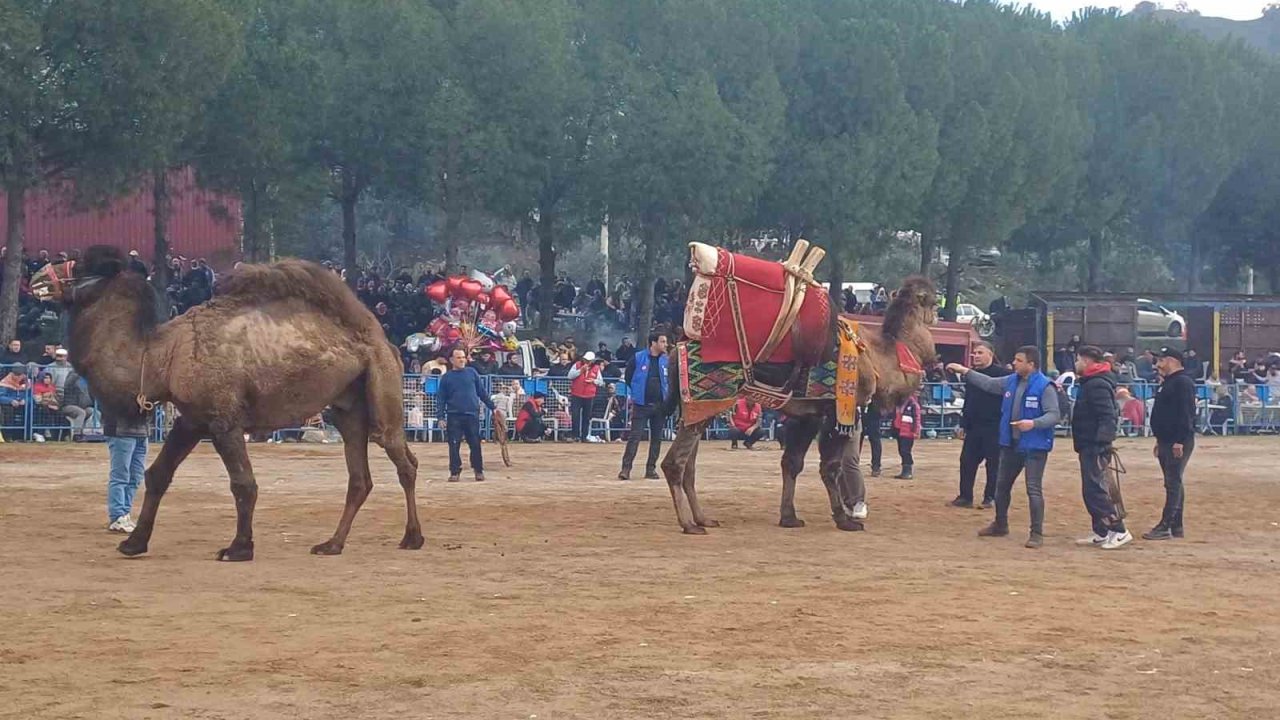 Pehlivan develer Köşk arenasında kozlarını paylaaştı