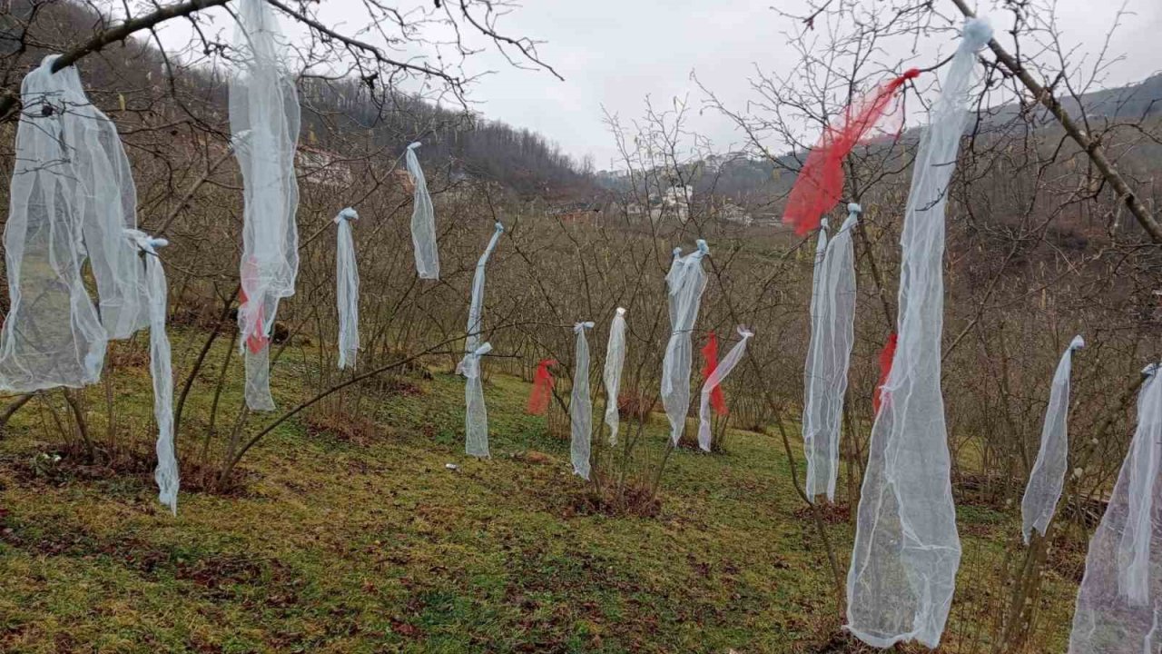 ‘Müslüman çam ağacı süslemez’ deyip, fındık bahçesini süsledi