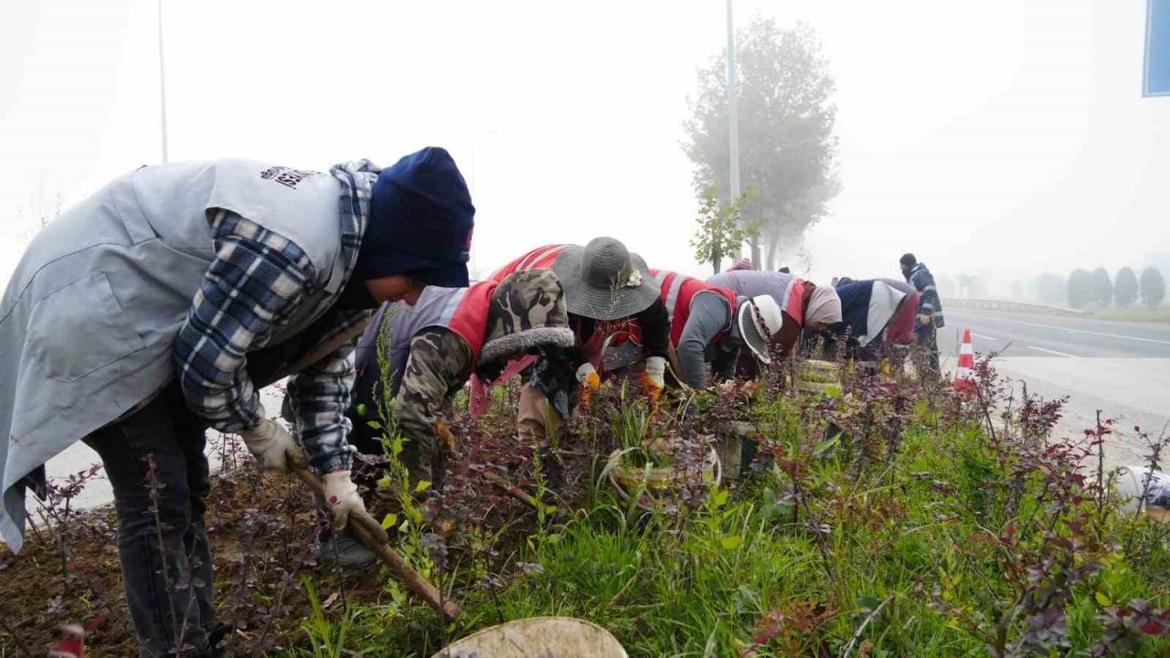 Düzce’de 851 ağaç, 382 bin mevsimlik çiçek dikildi