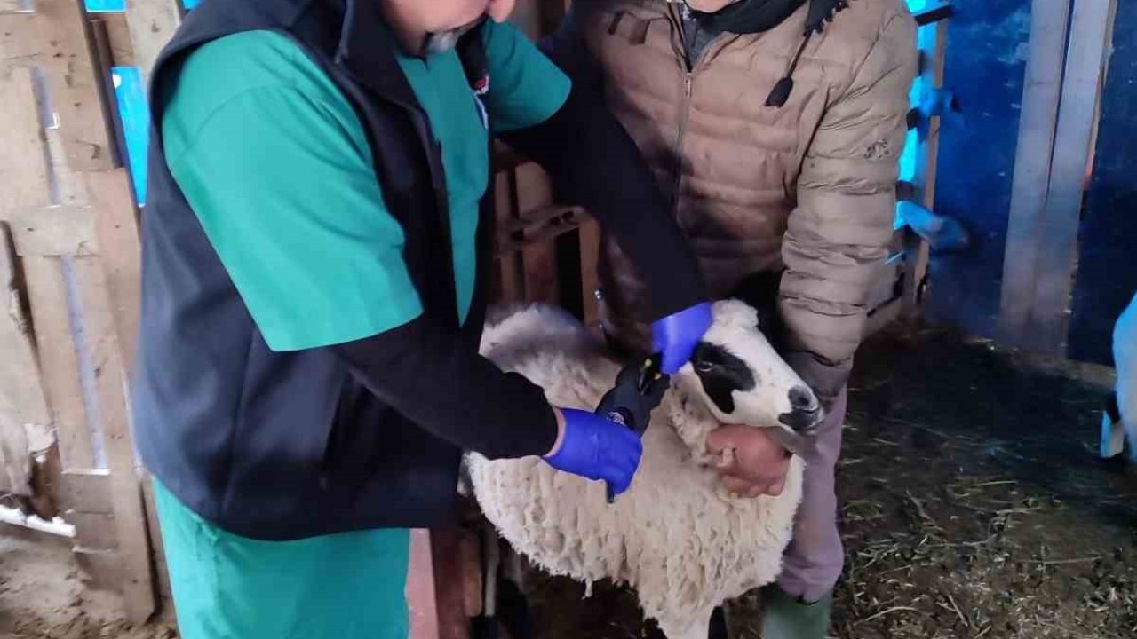 Söke’de küçükbaş hayvanların aşılanması devam ediyor