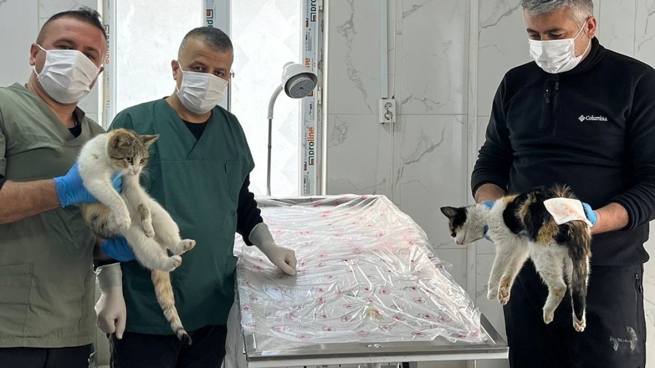 Hakkari’de donma tehlikesi geçiren kediler kurtarıldı