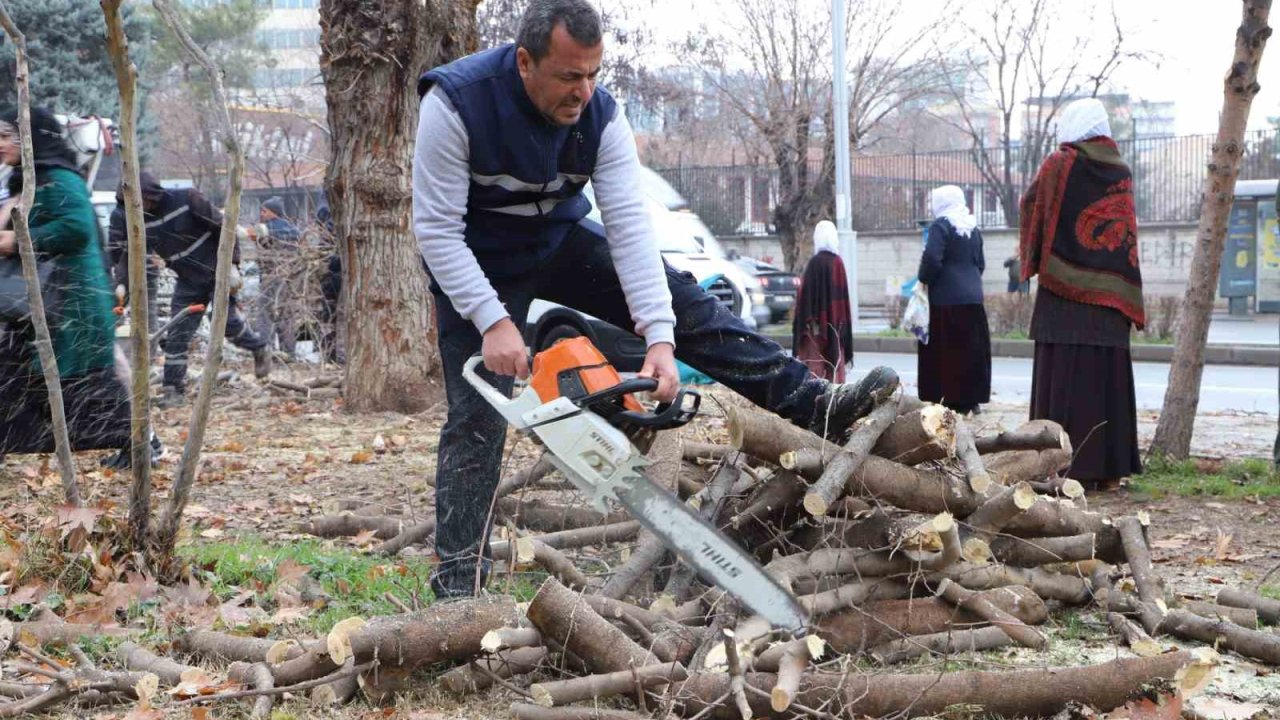 Diyarbakır’da 24 bin 833 ağaç budandı