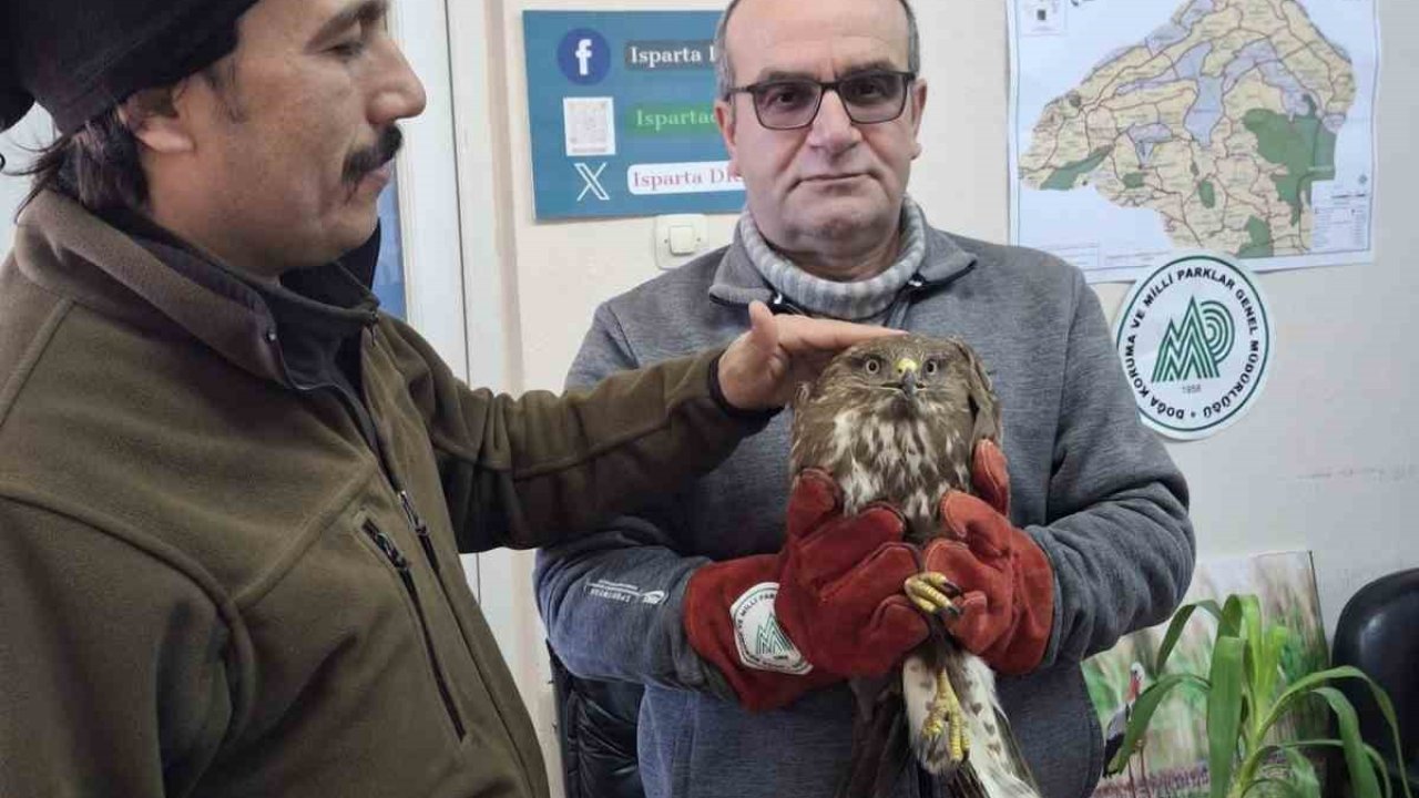 Kovada Gölü’nde yaralı bulunan şahinler tedavi altına alındı