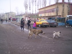 SOKAK KÖPEKLERİNDEN DOLAYI ÇOCUKLAR OKULA GİTMEKTEN KORKUYOR