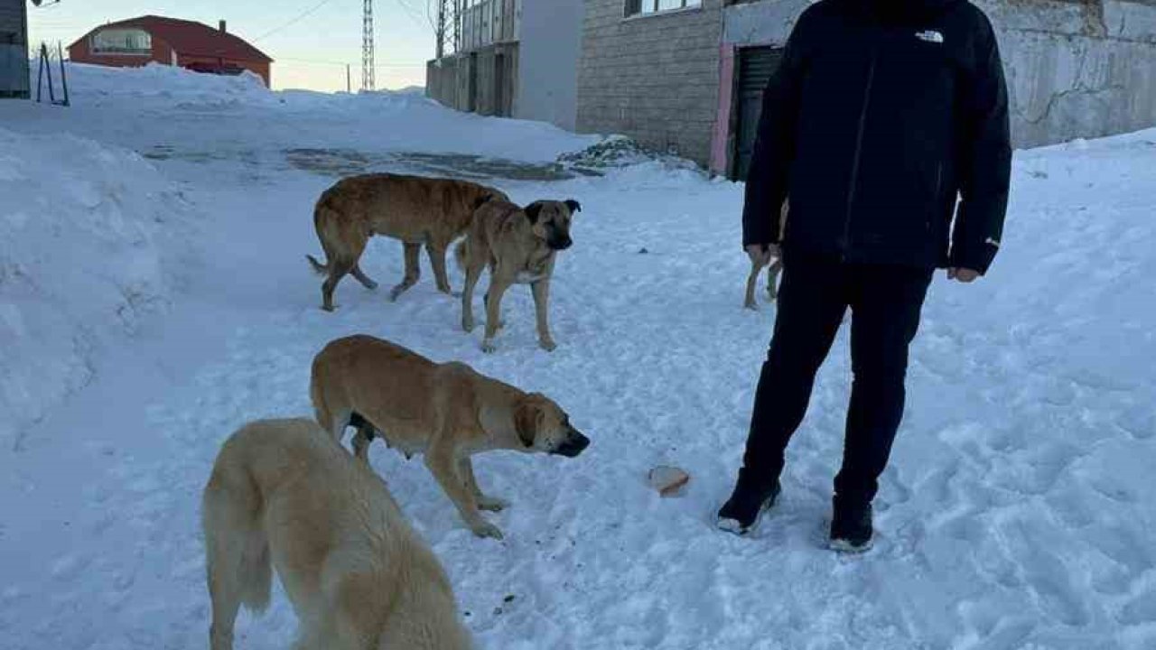 Bulancak Belediye Başkanı Sıbıç yayladaki köpekler için harekete geçti