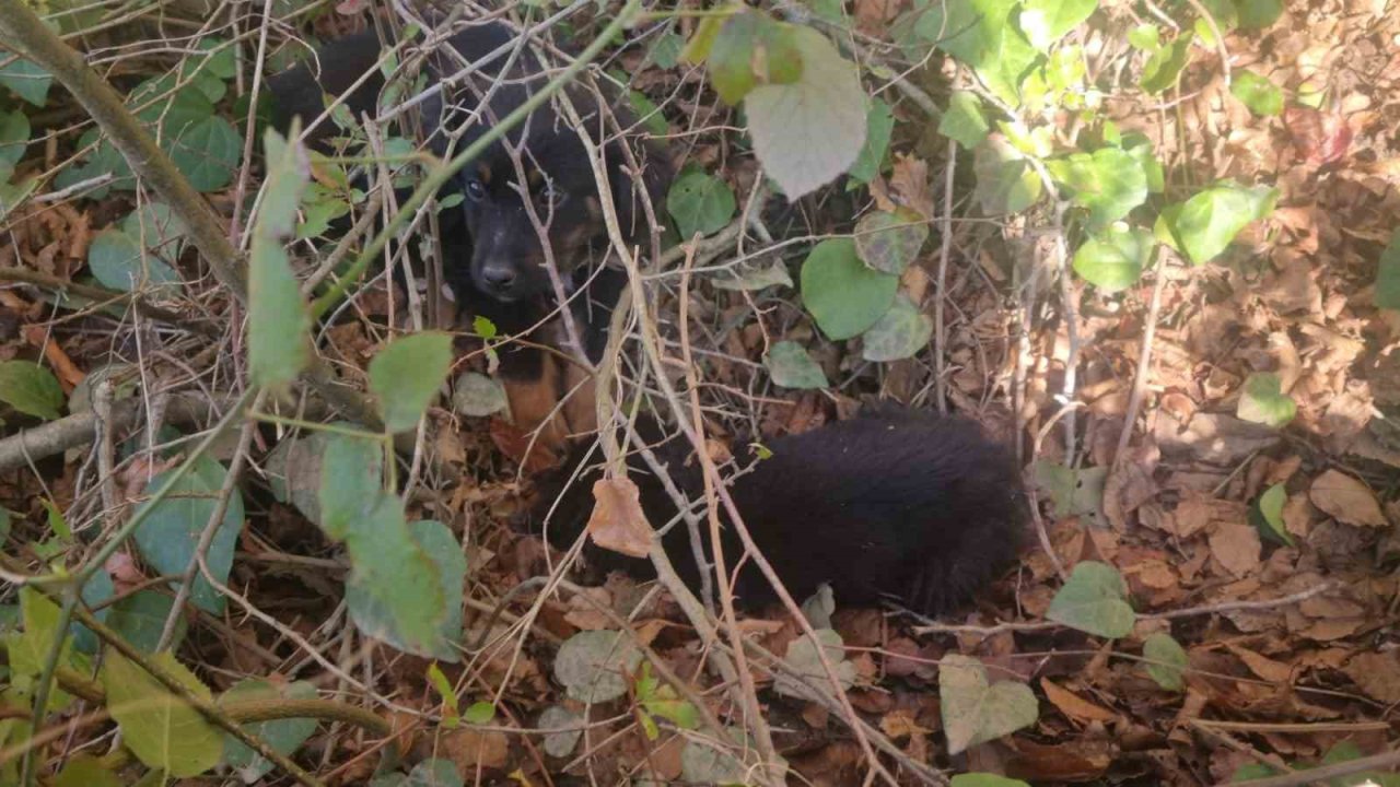 Sinop’ta ölüme terk edilen köpekler kurtarılmayı bekliyor