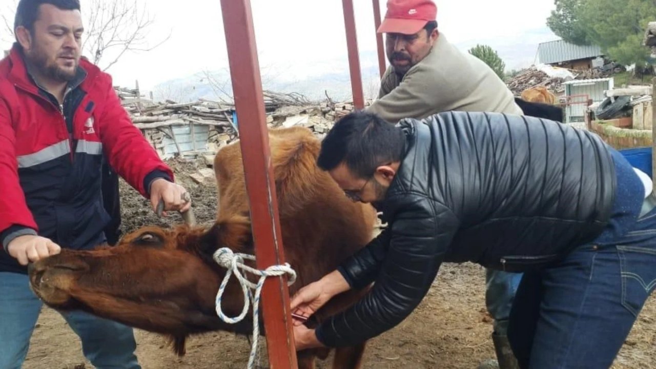 Koçarlı’da hayvan sağlığı çalışmaları sürüyor