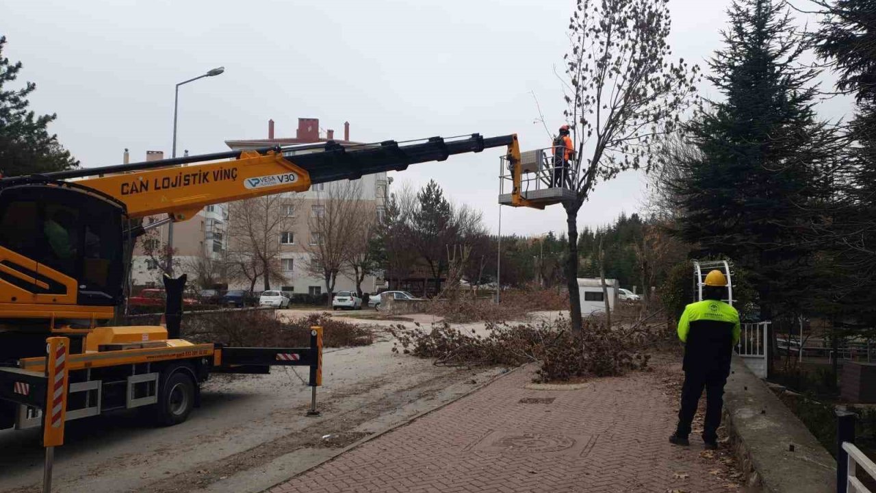 Odunpazarı’nda ağaç bakımları sürüyor