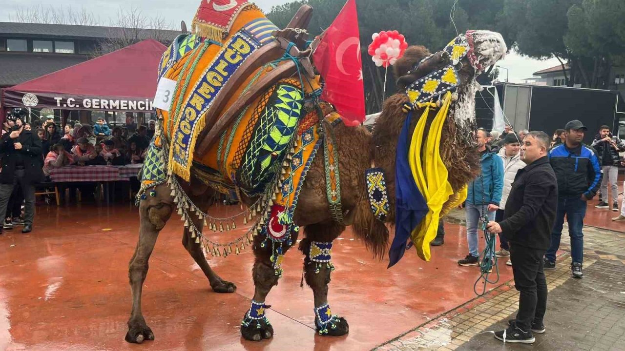 Develer podyuma çıktı, en yakışıklısı seçildi