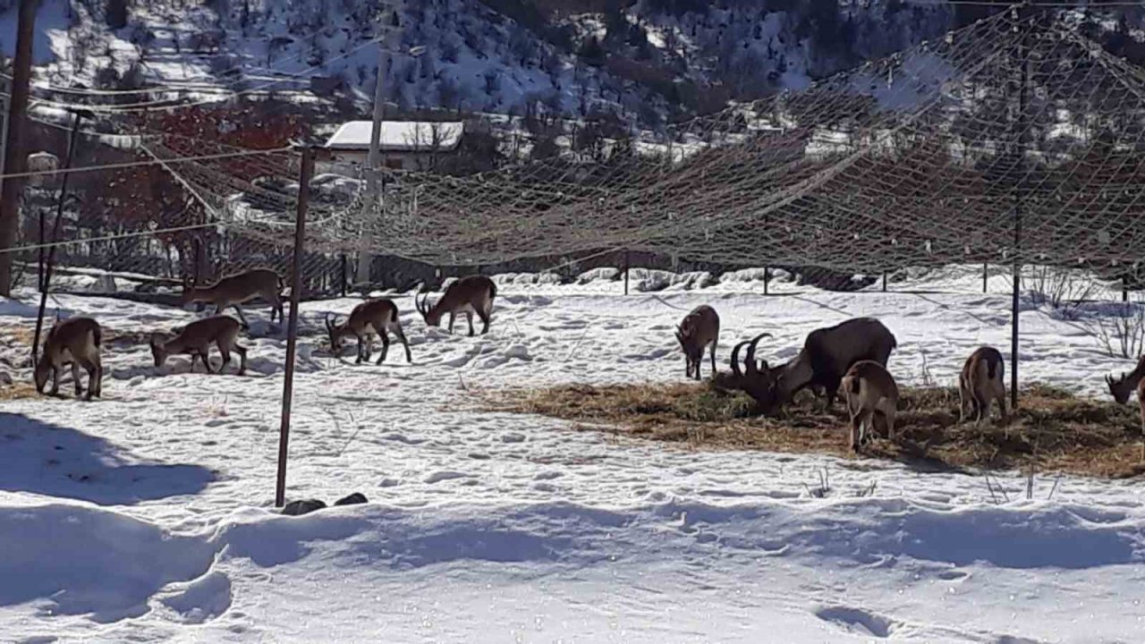 Antalya’nın ürkek misafirleri yaban keçileri  mahalleye indi