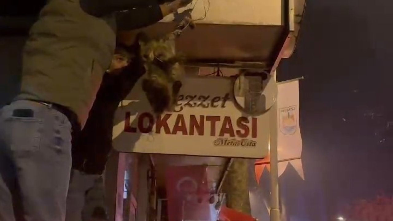 İznik’te kablolara dolanan kedi kurtarıldı