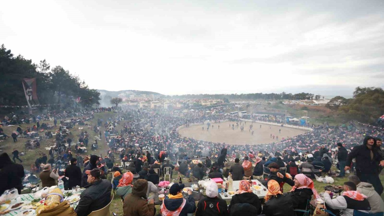 Selçuk’ta Deve Güreşleri Festivali heyecanı başlıyor