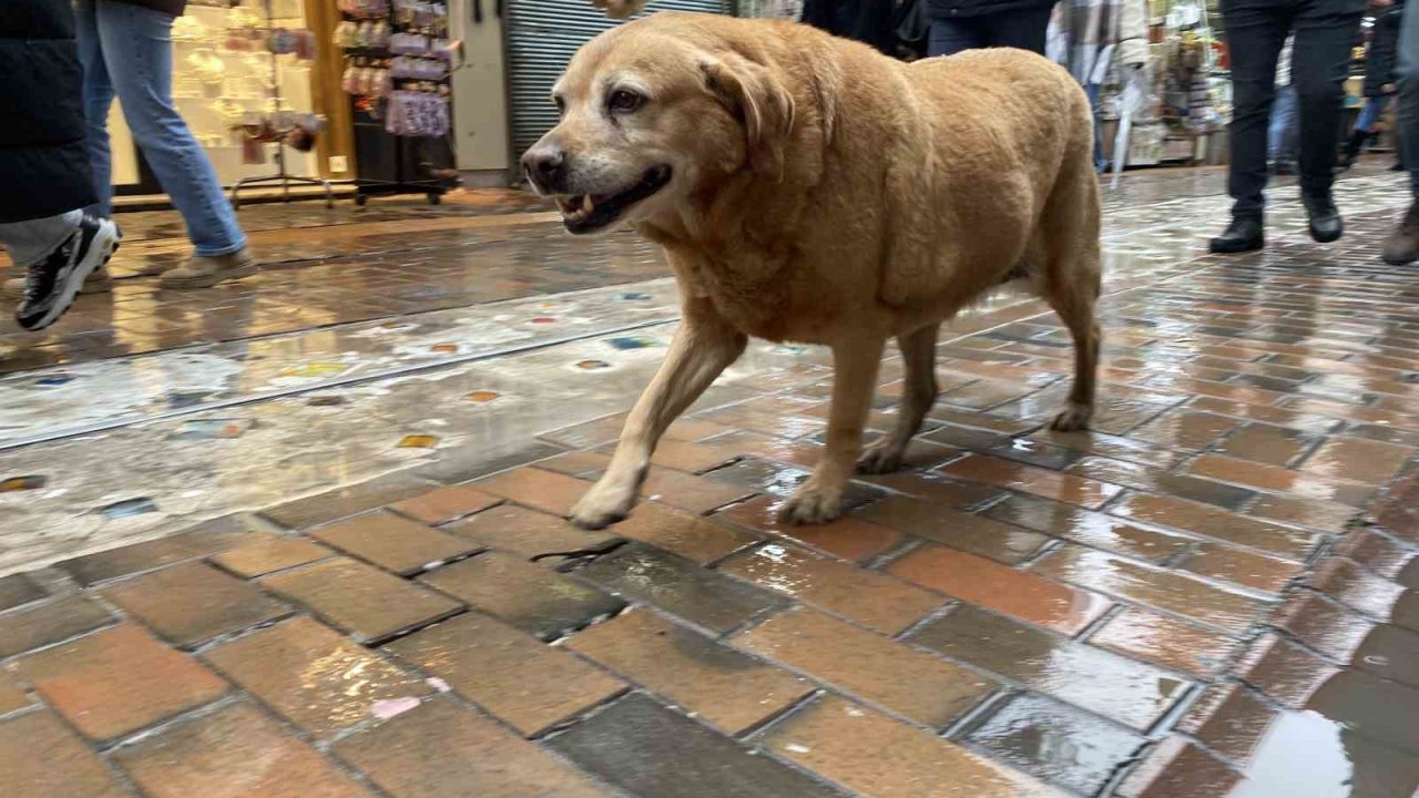 Bu köpekler her etkinlikte var