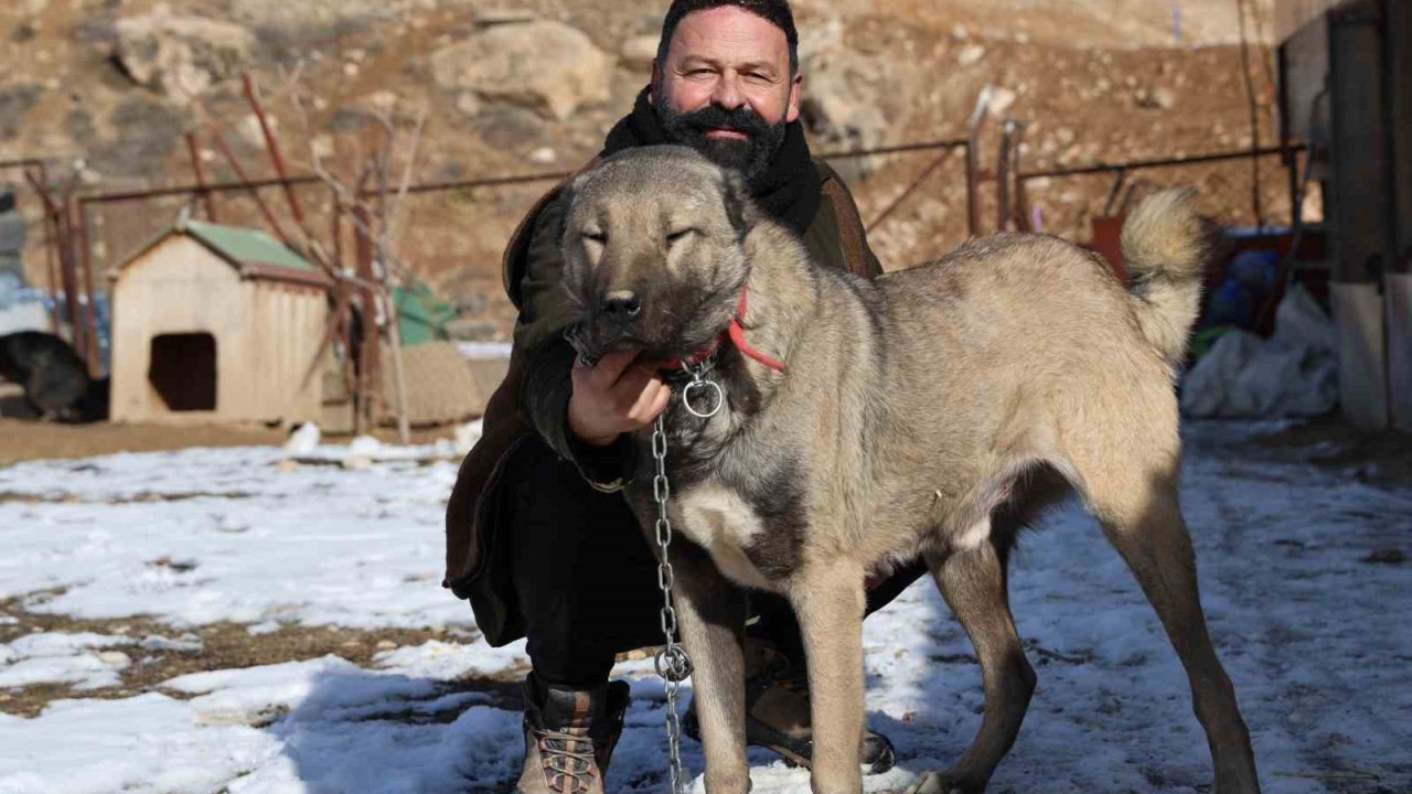 İklim değişikliği kangal köpeklerinin yapısını değiştirdi