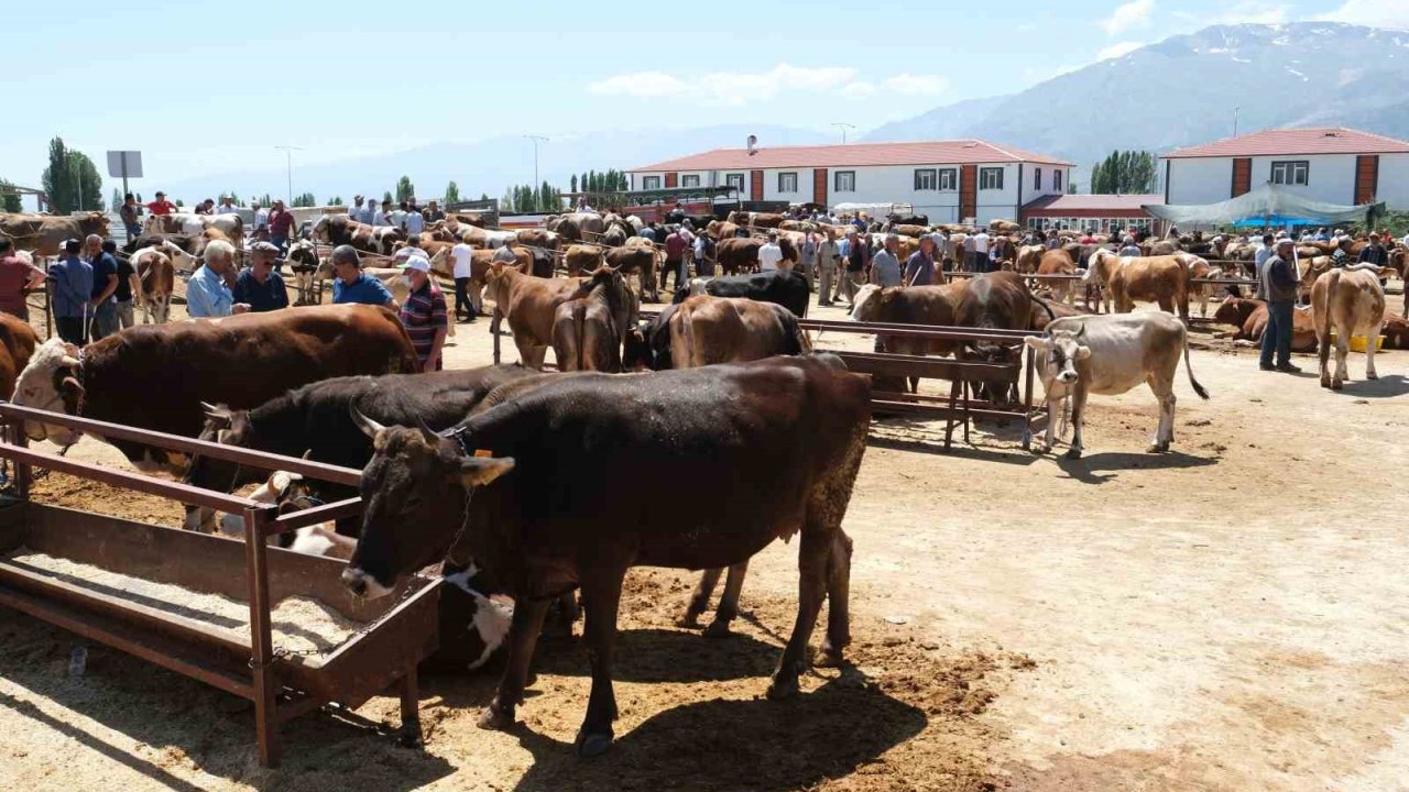 Erzincan’daki hayvan pazarında şap karantinası