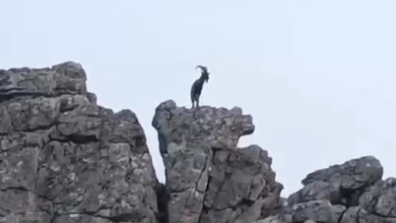 Diyarbakır’da dağ keçileri görüldü