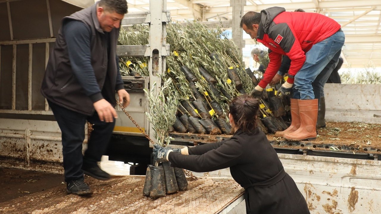 Muğla’da 20 bin zeytin fidanı toprakla buluştu