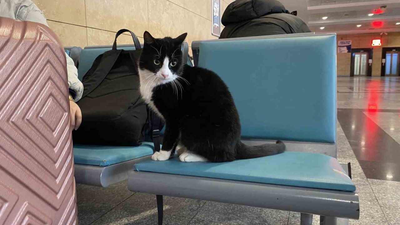 Soğuktan üşüyen hayvanlar ısınmak için tren garına sığındı