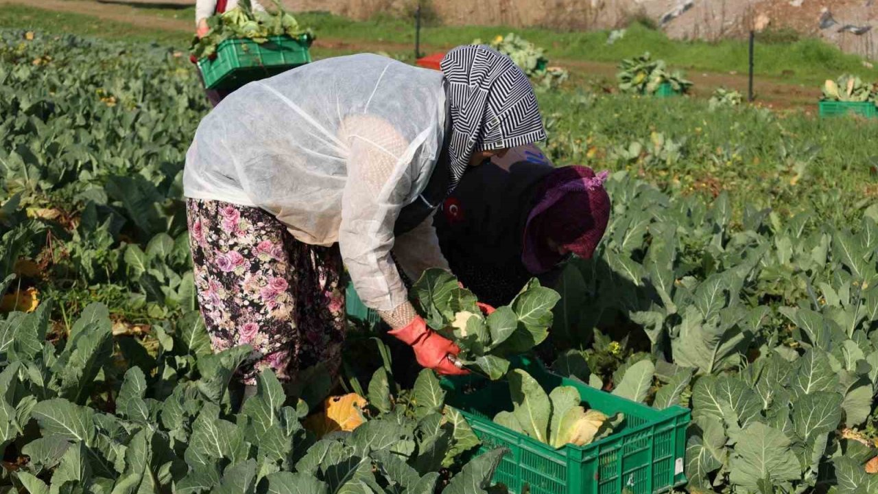 Efeler Belediyesi’nin karnabaharları hasat edildi