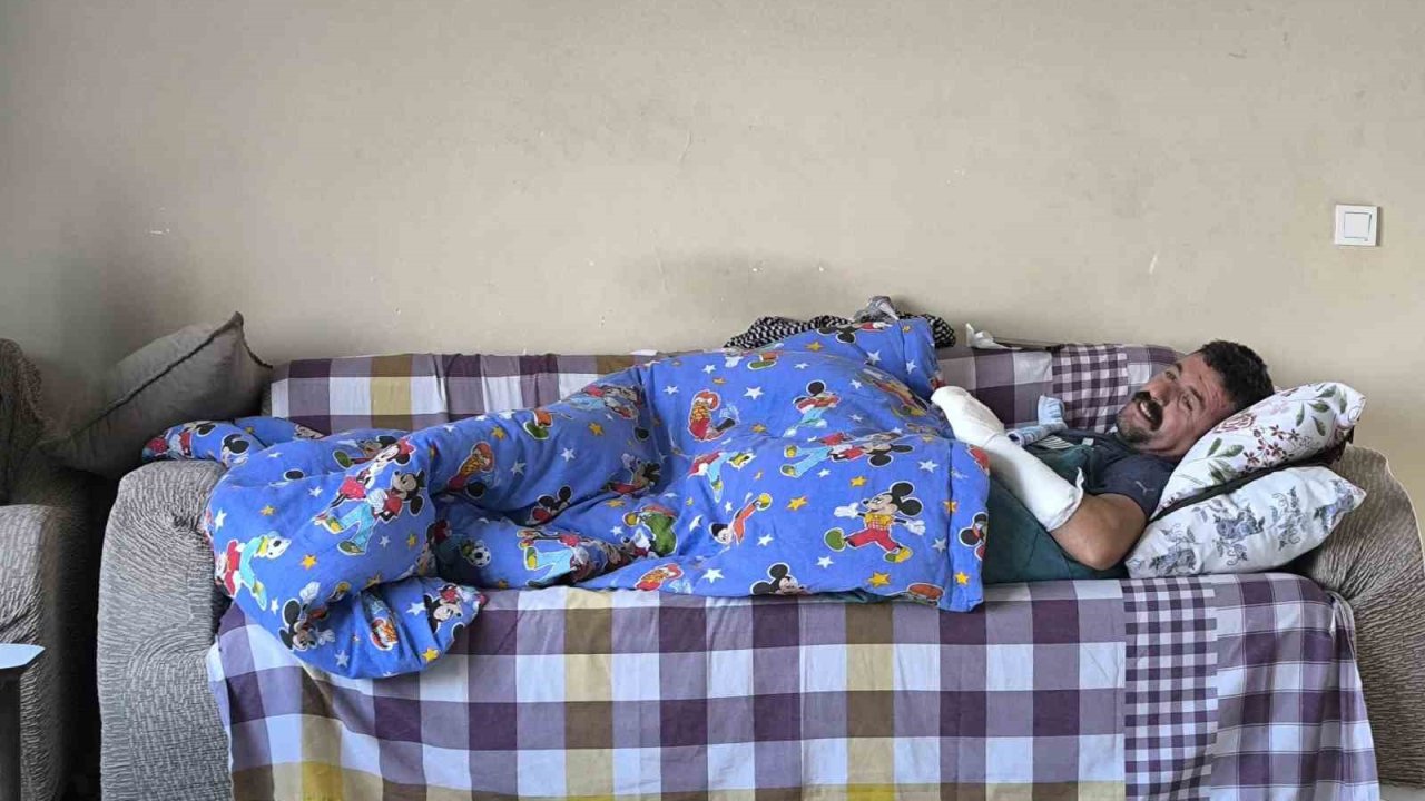 Domuzların saldırdığı çobanı köpekleri kurtardı