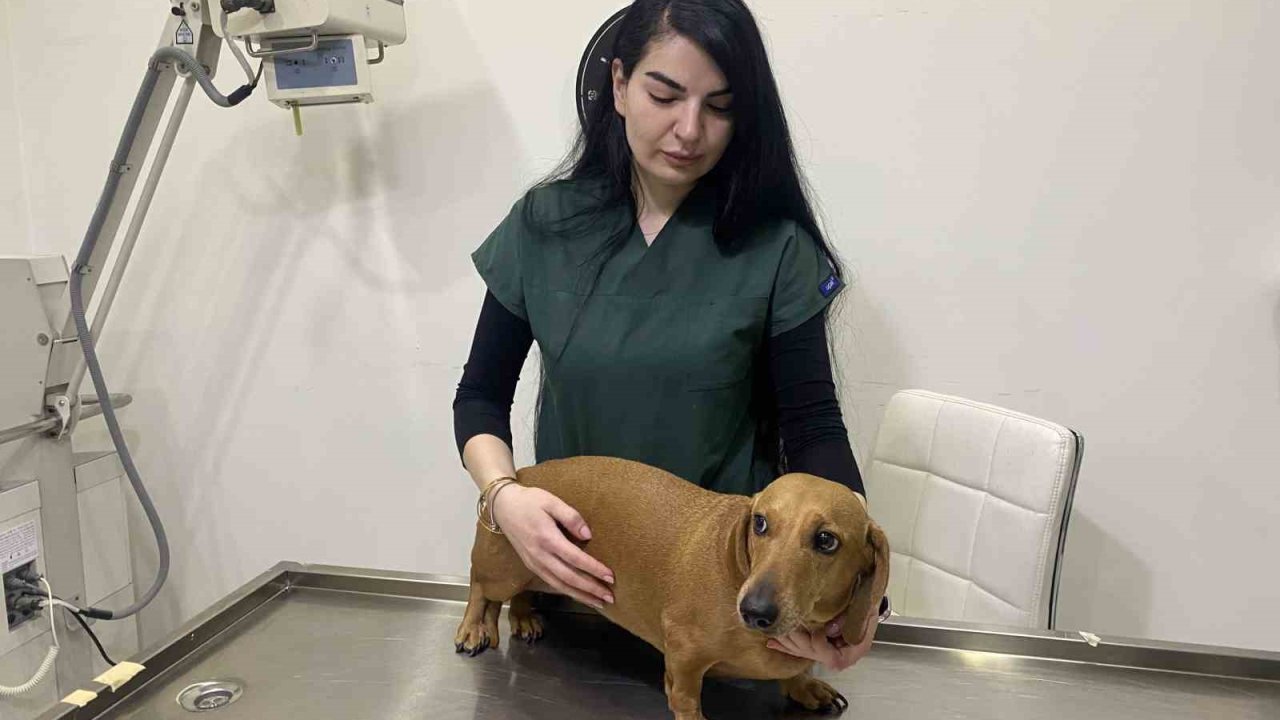 Kış aylarında evcil hayvanların aşılarını ihmal etmeyin