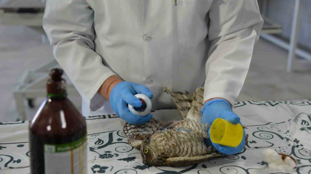 Yaralı atmacaya ilk müdahale yapıldı