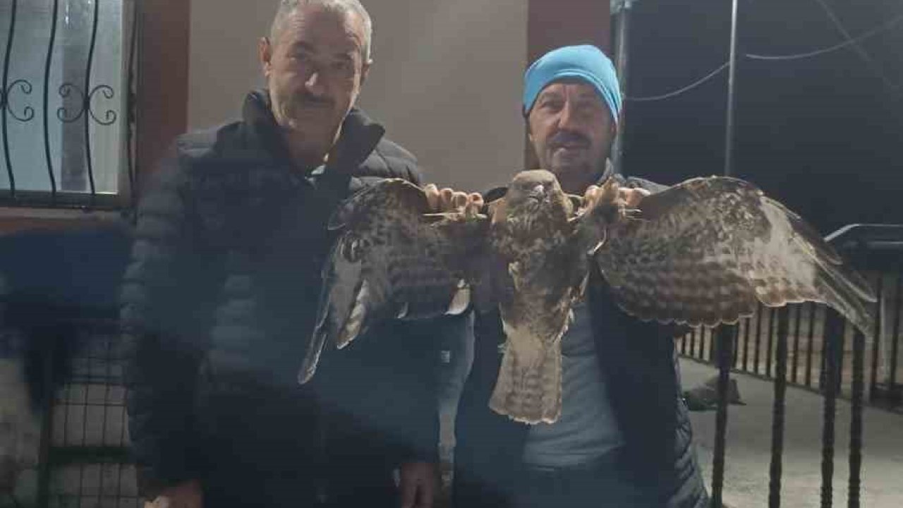 Yaralı halde bulunan kızıl şahin koruma altına alındı