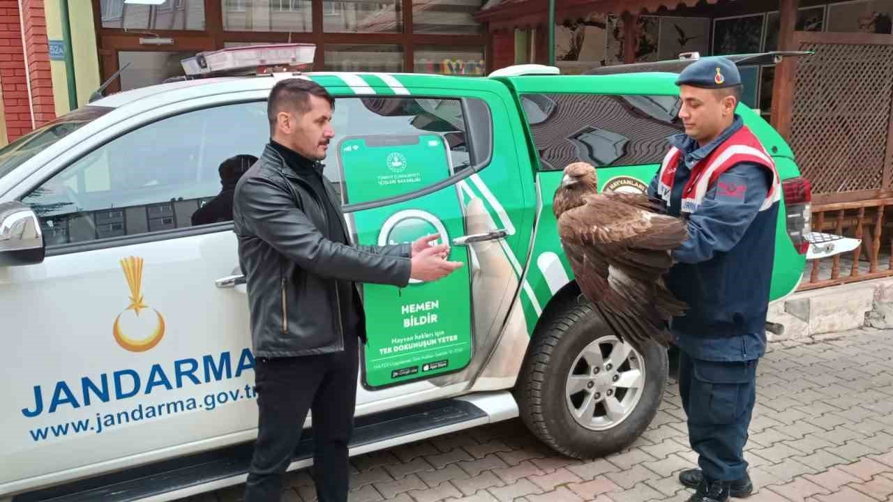 Karaman’da yaralı bulunan Kızıl Şahin koruma altına alındı