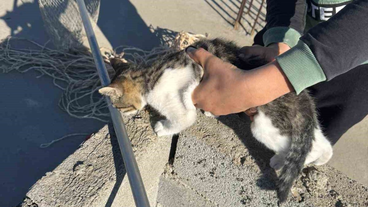 Kedinin imdadına itfaiye ekipleri yetişti