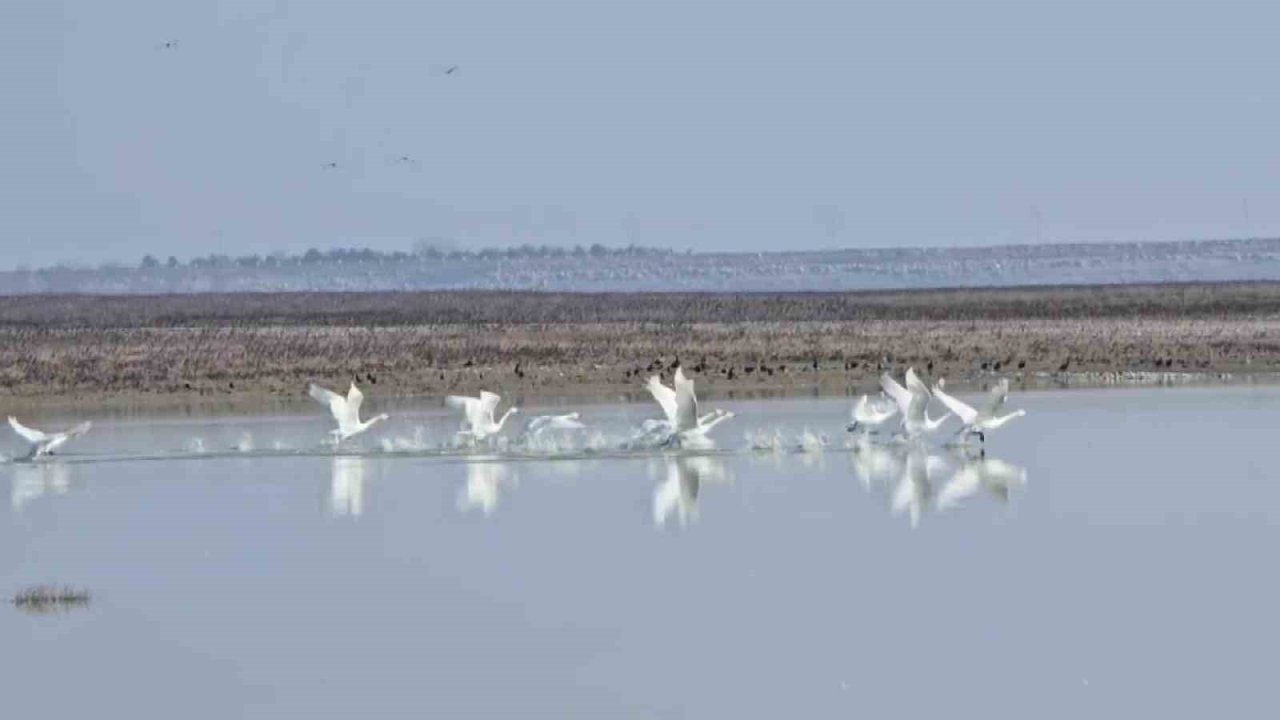 Yedikuğular Kuş Cenneti’nin nadir görülen misafirleri: 12 ötücü kuğu kışı geçirmek için geldi