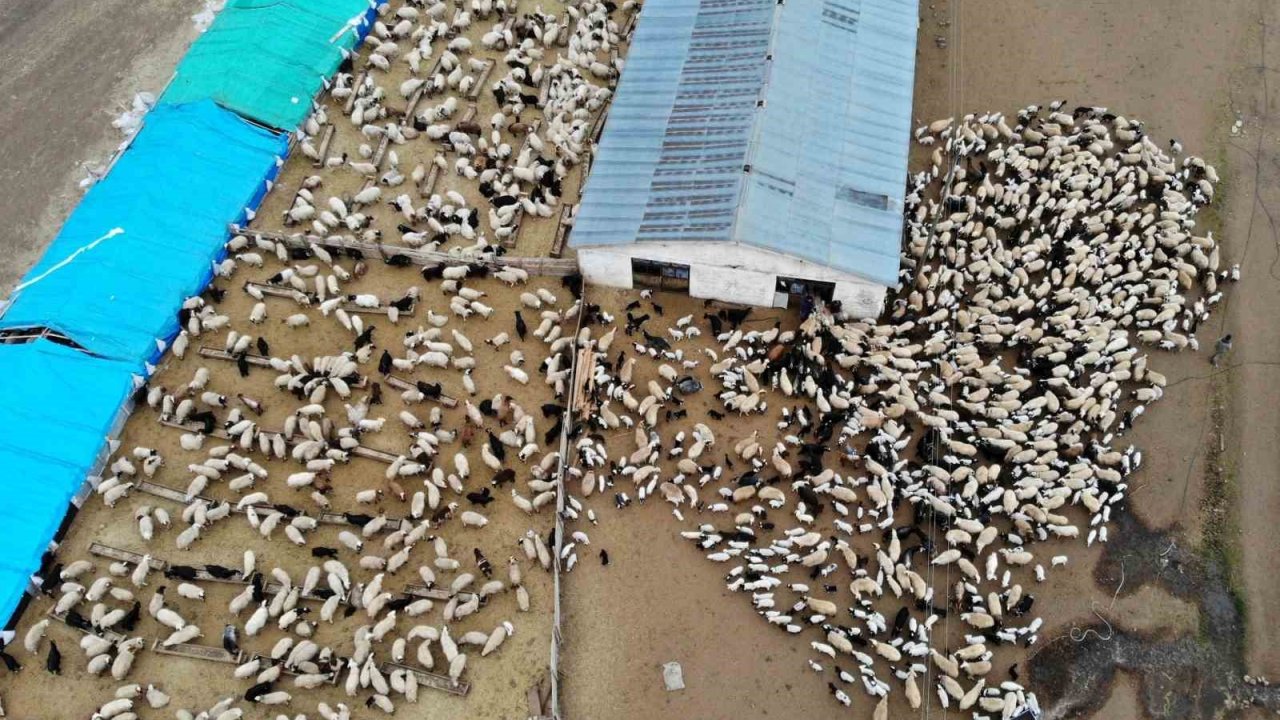Askıya çıkarılan kuzu ve oğlak destekleme icmalleri 24 Ocak tarihine kadar askıda kalacak
