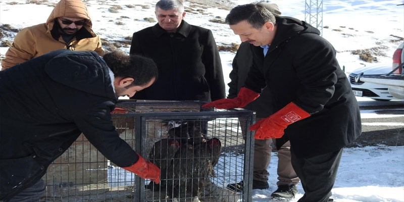 Kars'ta tedavi edildi, doğaya salındı.
