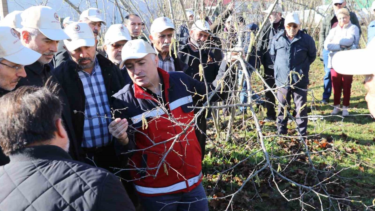Samsun’da fındık budama yarışması