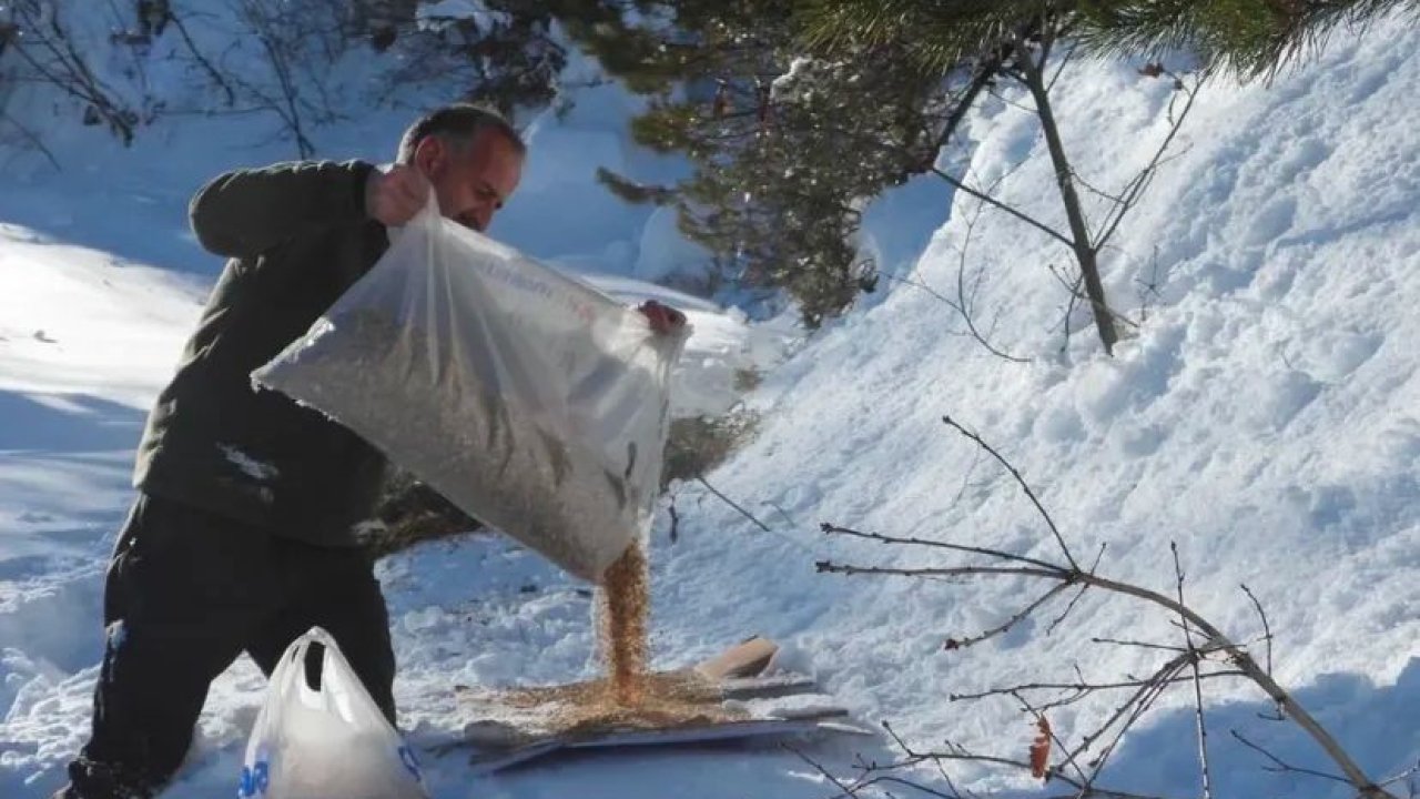 Artvin’de kış şartlarında yaban hayvanları unutulmadı