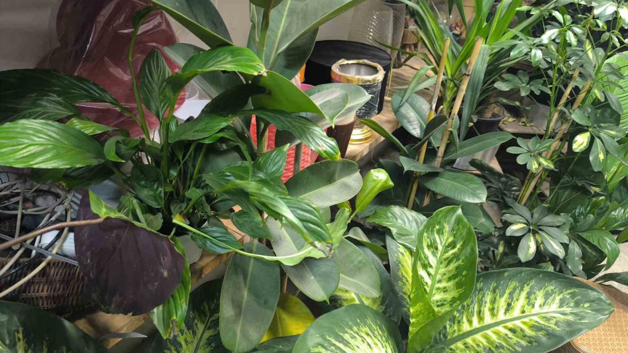 Saksı çiçeklerinde böceklenme tehlikesi