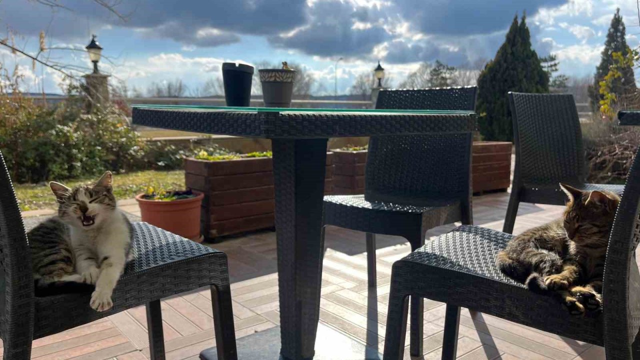 Sevimli dostlar sandalyelerde güneşli havanın keyfini çıkardı