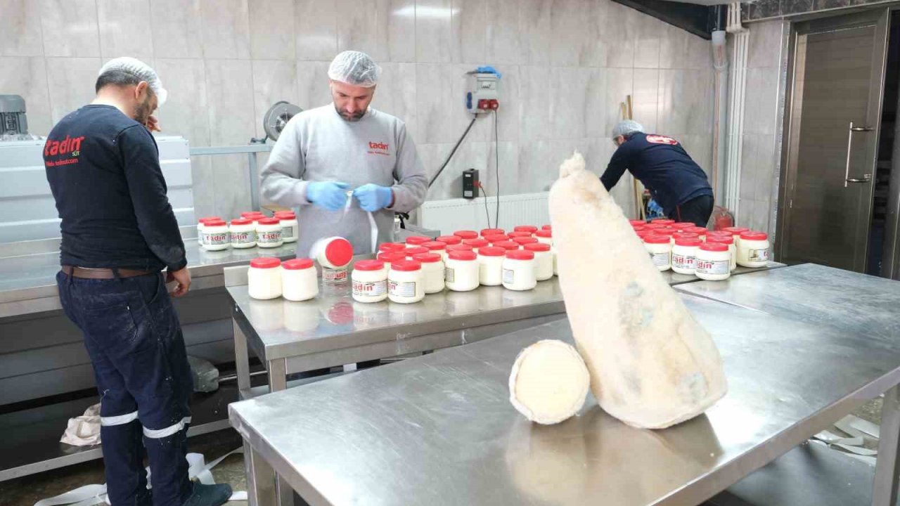 Yayladan sofraya Erzincan Tulum Peyniri