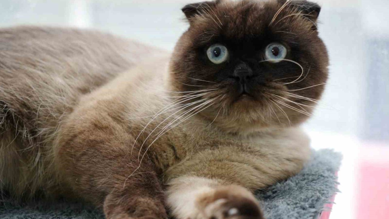 Samsun’da 6 bin 302 kedi ve köpeğe çip takıldı