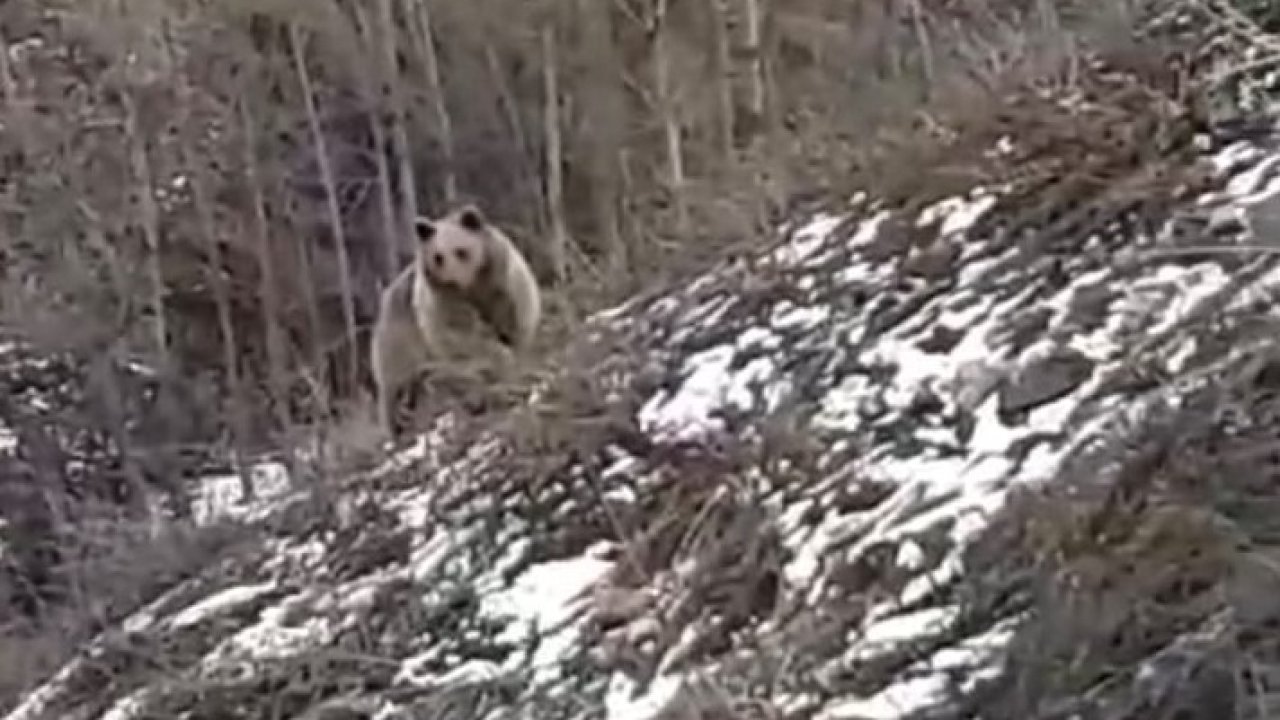 Gümüşhane kent merkezine yakın noktada karşılarına ayı çıktı