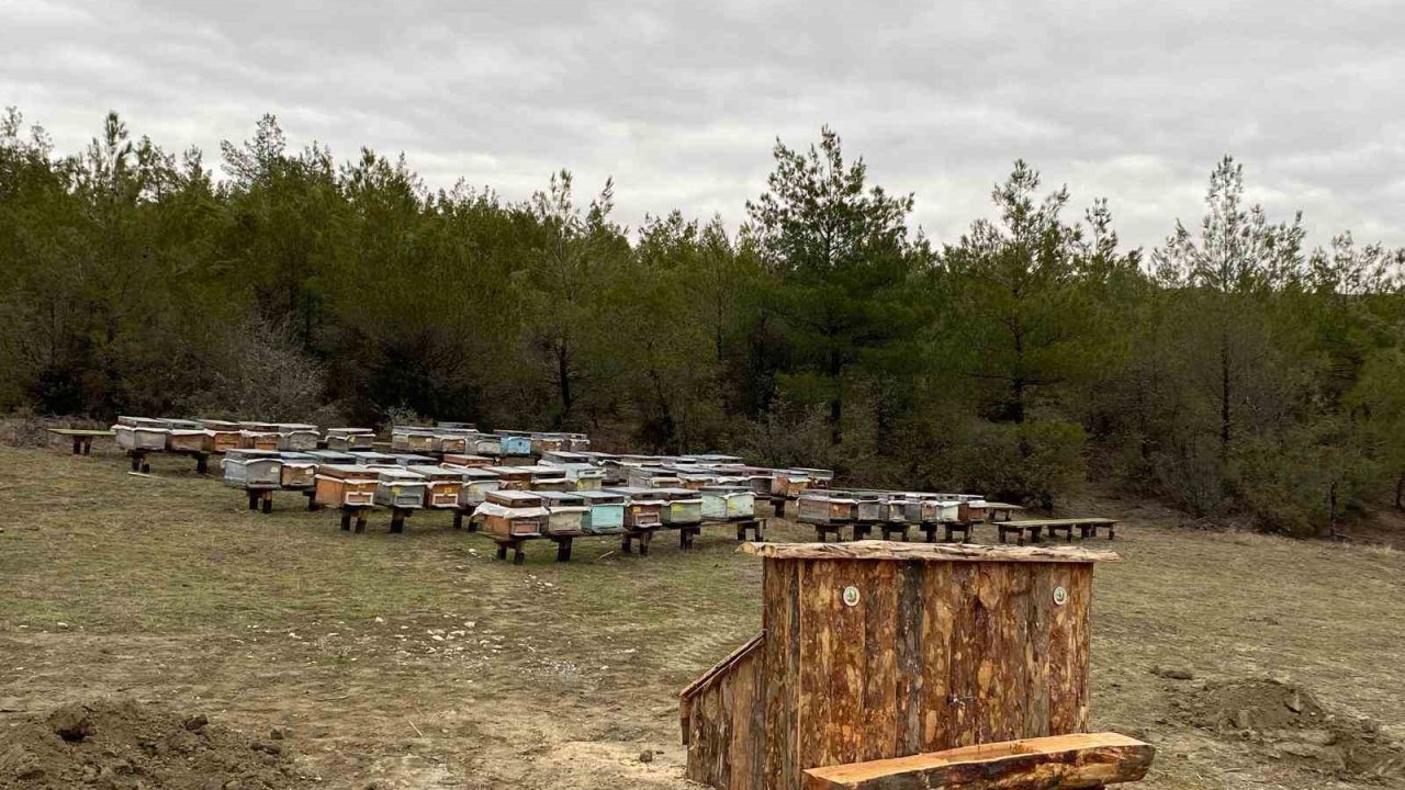 Sinop’a bal ormanı