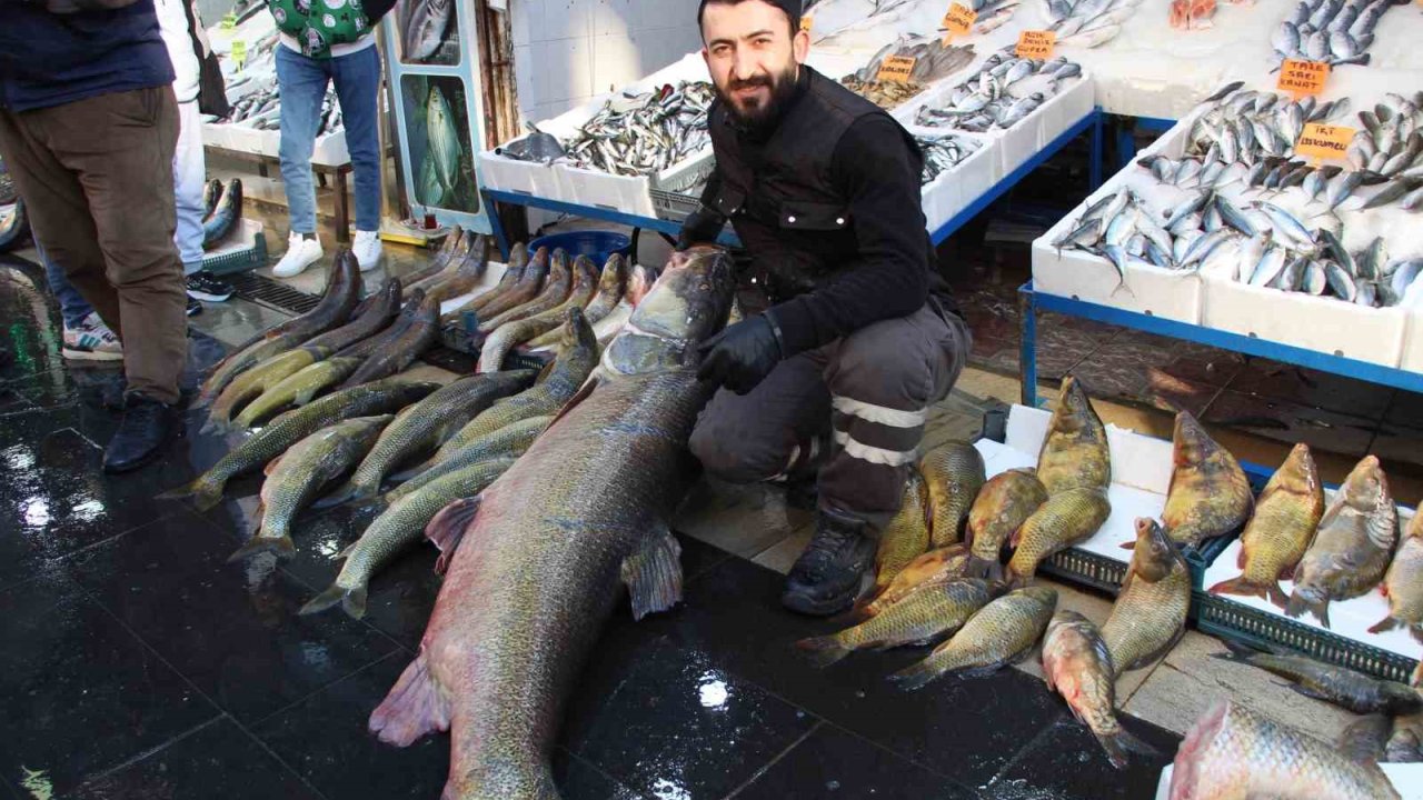 Batman’da dev turna balığı tezgahta sergilendi